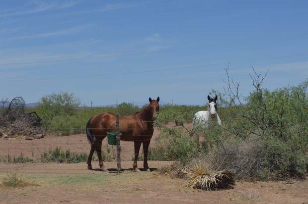 When the horses start mean mugging its time to leave, im out!